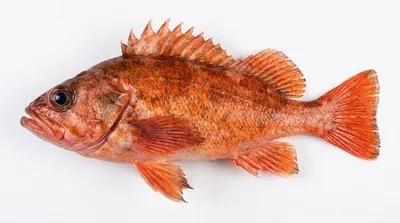 Vermilion rockfish