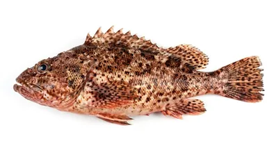 California scorpionfish — Scorpaena guttata