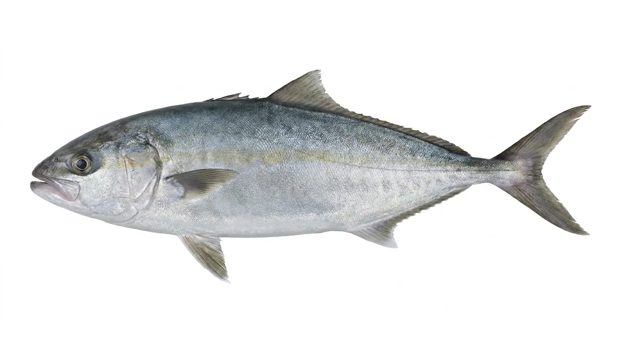 Greater amberjack — Seriola dumerili