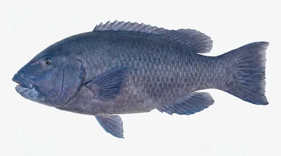 Eastern blue groper