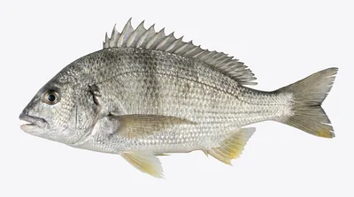 Acanthopagrus latus