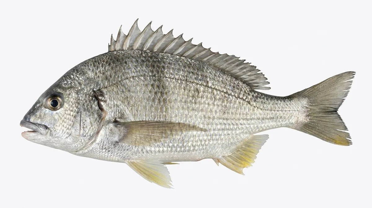 Acanthopagrus latus — Acanthopagrus latus
