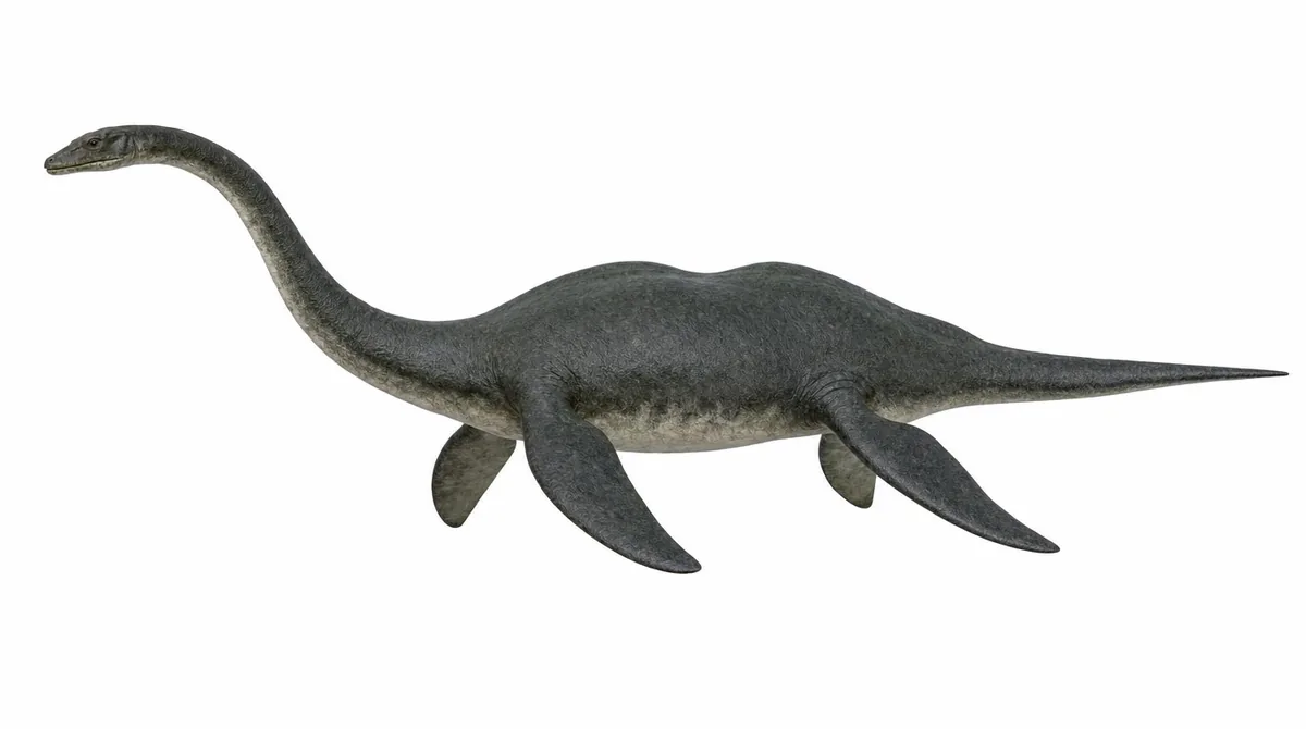 Nessie — Nessiteras rhombopteryx