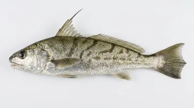 Northern kingcroaker