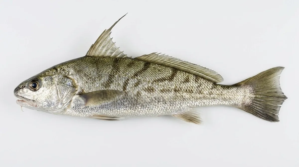 Northern kingcroaker — Menticirrhus saxatilis