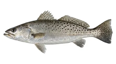 Spotted seatrout