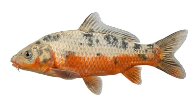Cyprinus rubrofuscus