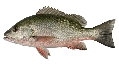 Lutjanus agennes