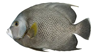 Gray angelfish
