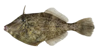Orange filefish