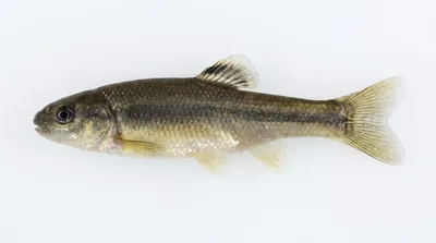 Fathead minnow