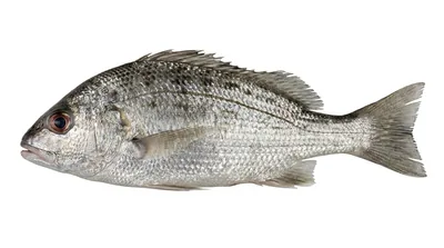 Javelin grunter