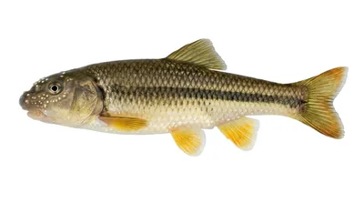 River chub
