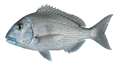 Jolthead porgy