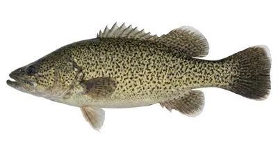Trout cod