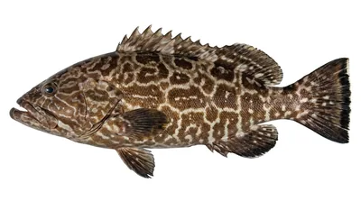 Black grouper