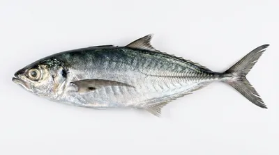 Torpedo scad