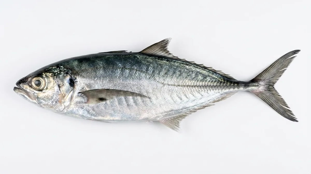 Torpedo scad — Megalaspis cordyla