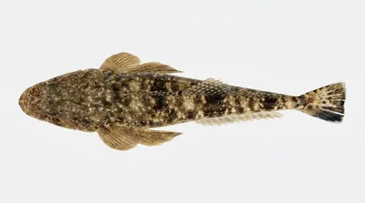 Dusky flathead