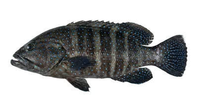 Peacock grouper