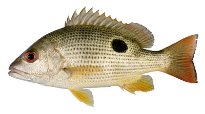 John's snapper