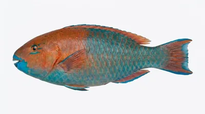 Rainbow parrotfish