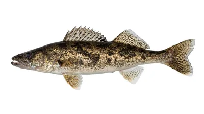 Sauger