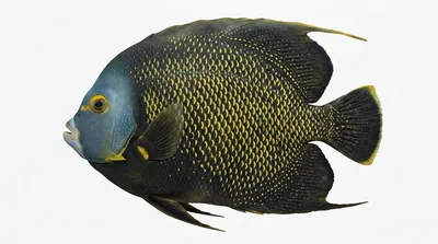 French angelfish