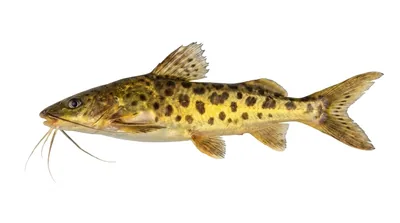 Pimelodus maculatus