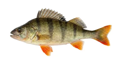 European perch