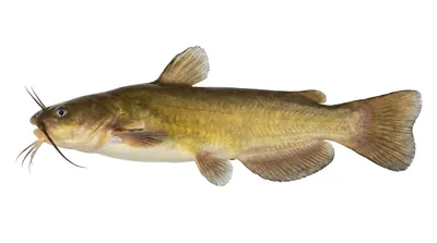 Yellow bullhead