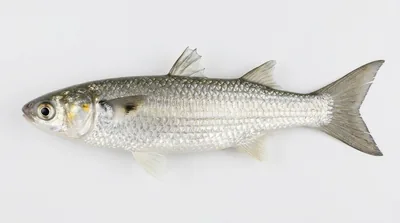 White mullet