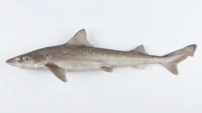 Spotted estuary smooth-hound — Mustelus lenticulatus