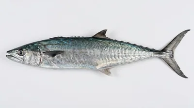 King mackerel