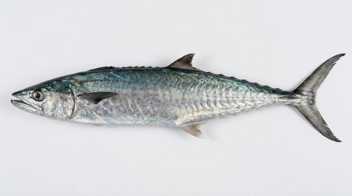 King mackerel — Scomberomorus cavalla
