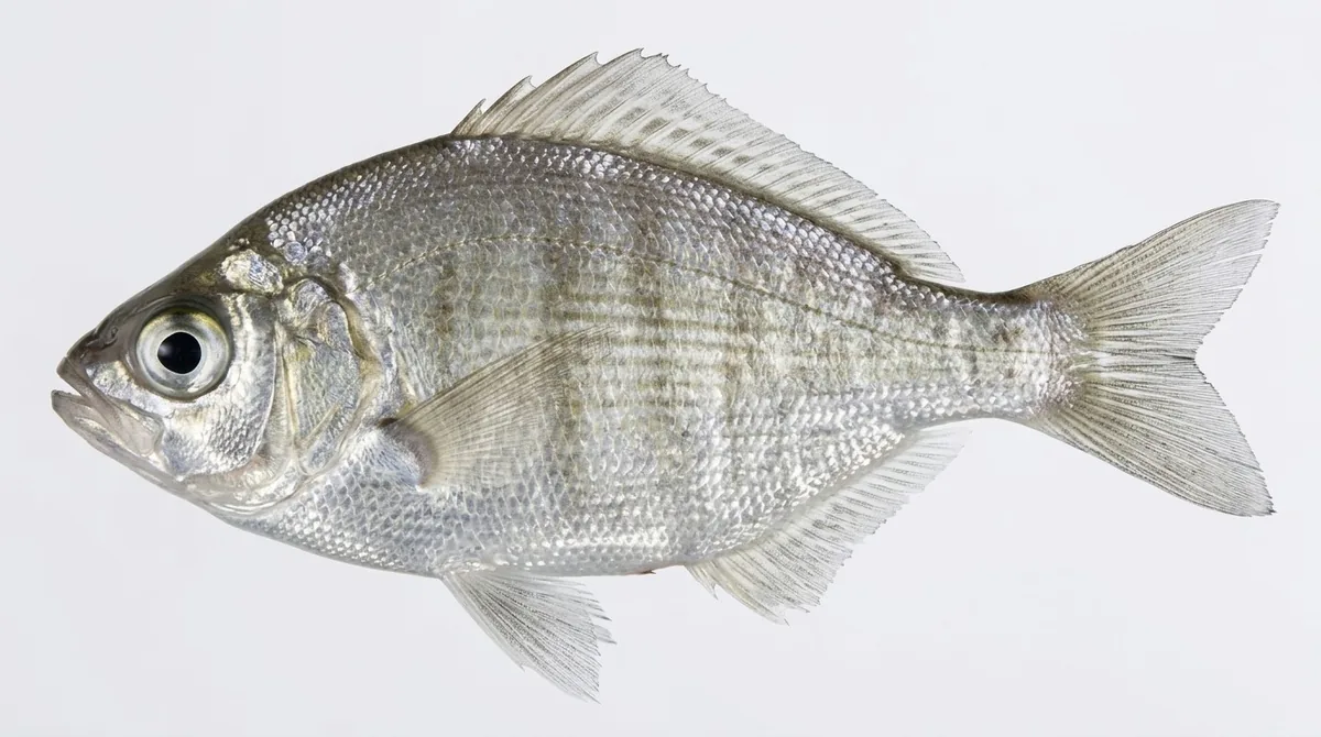 Walleye surfperch — Hyperprosopon argenteum