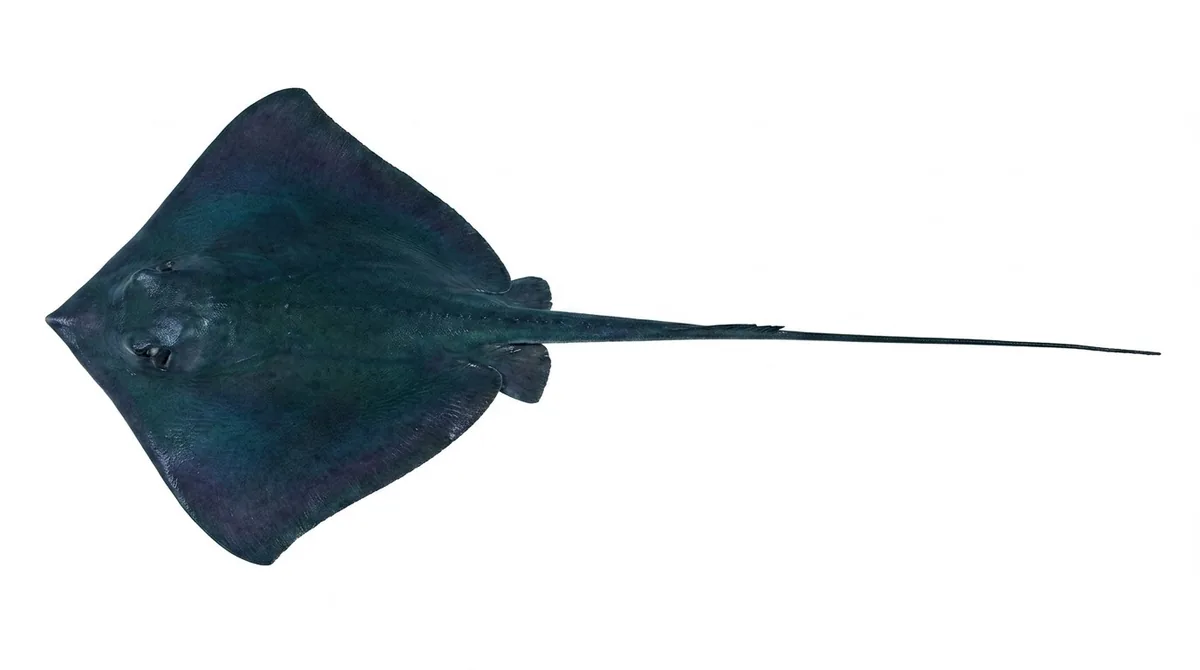 Pelagic stingray — Pteroplatytrygon violacea