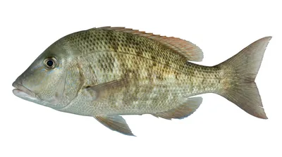 Blue-lined emperor — Lethrinus laticaudis