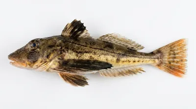 Striped searobin