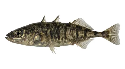 Three-spined stickleback