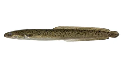Speckled longfin eel