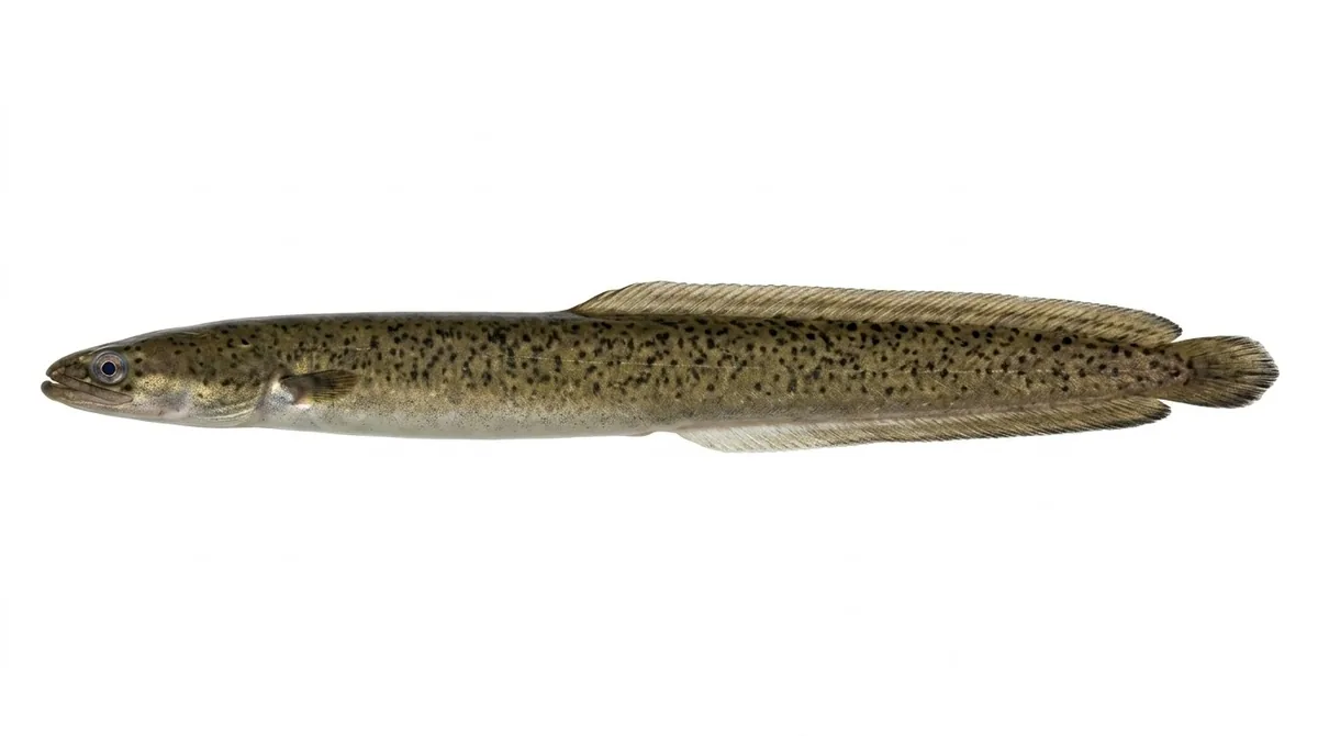 Speckled longfin eel — Anguilla reinhardtii