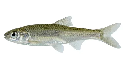 Texas shiner