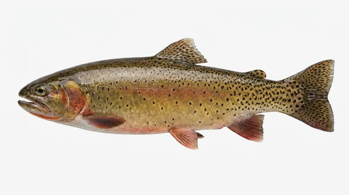 Cutthroat trout — Oncorhynchus clarkii