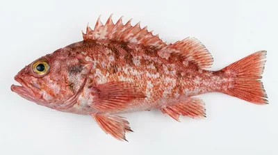 Blackbelly rosefish
