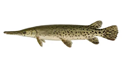 Longnose gar