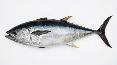 Pacific bluefin tuna
