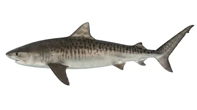 Tiger shark