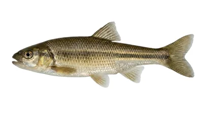 Lake chub