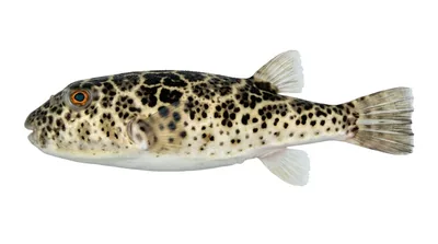 Checkered puffer
